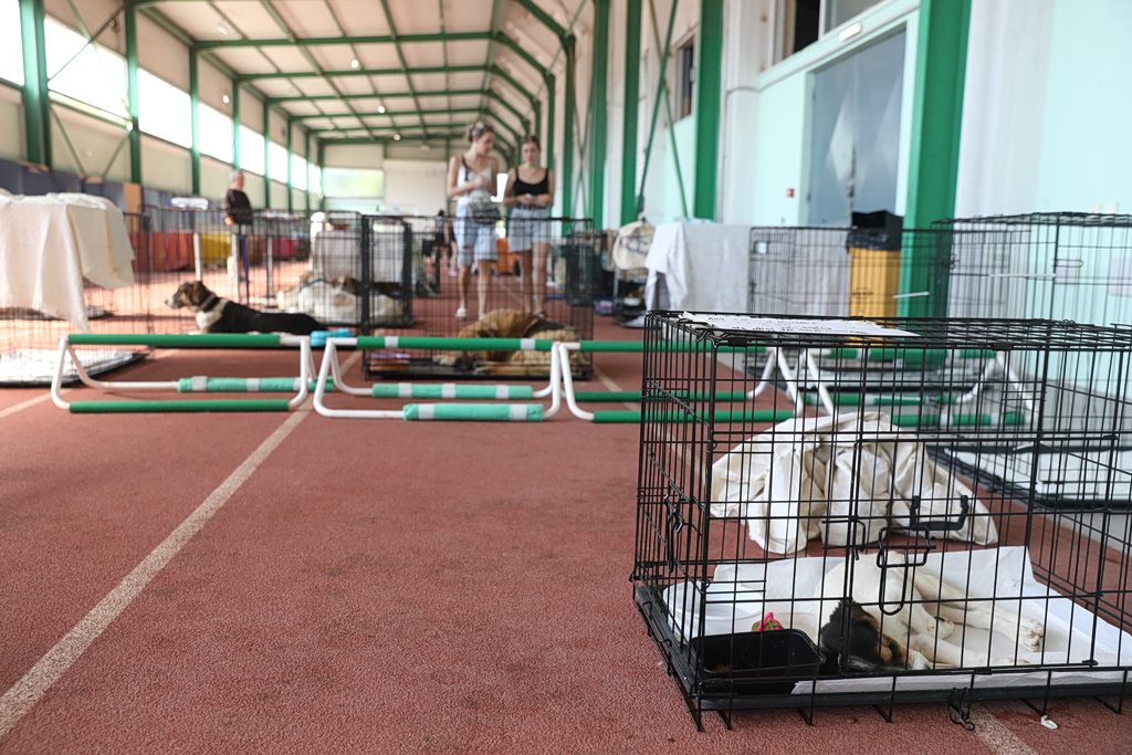 Rescue Effort Continues for Animals After Attica Wildfires