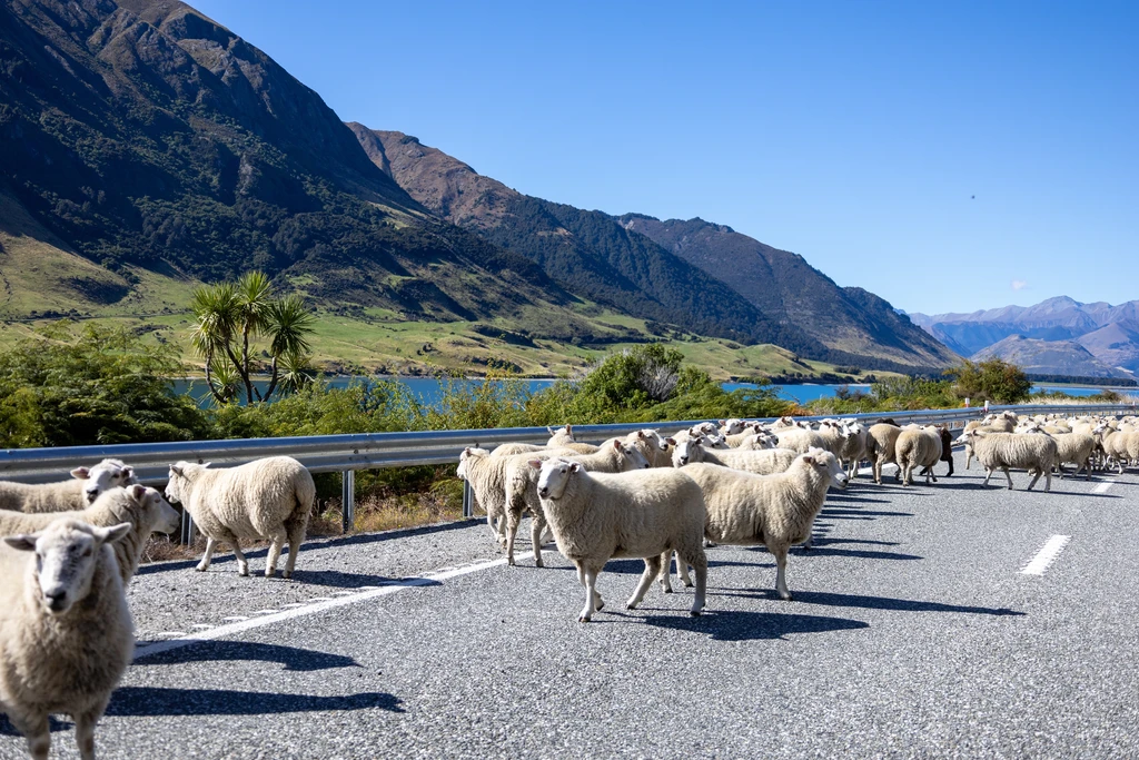 Northern Greek Region Introduces Measures After Sheep Pox Outbreak