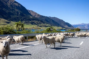Northern Greek Region Introduces Measures After Sheep Pox Outbreak