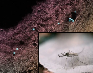 West Nile Virus Cases Continue to Rise Across the Country