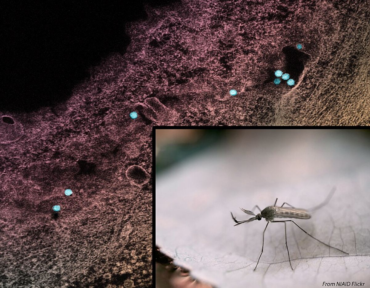 West Nile Virus Cases Continue to Rise Across the Country