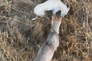Wolf Pack’s Adopted Puppy Dies; Rare Bond Captivated Researchers