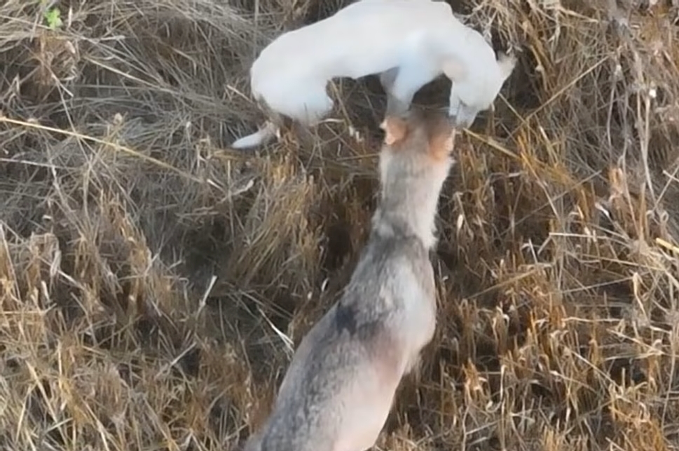 Wolf Pack’s Adopted Puppy Dies; Rare Bond Captivated Researchers