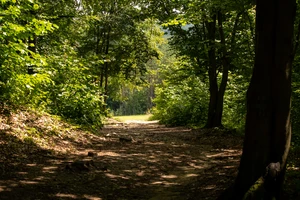 Mixed Forests Are Europe’s New Shield Against Climate Change