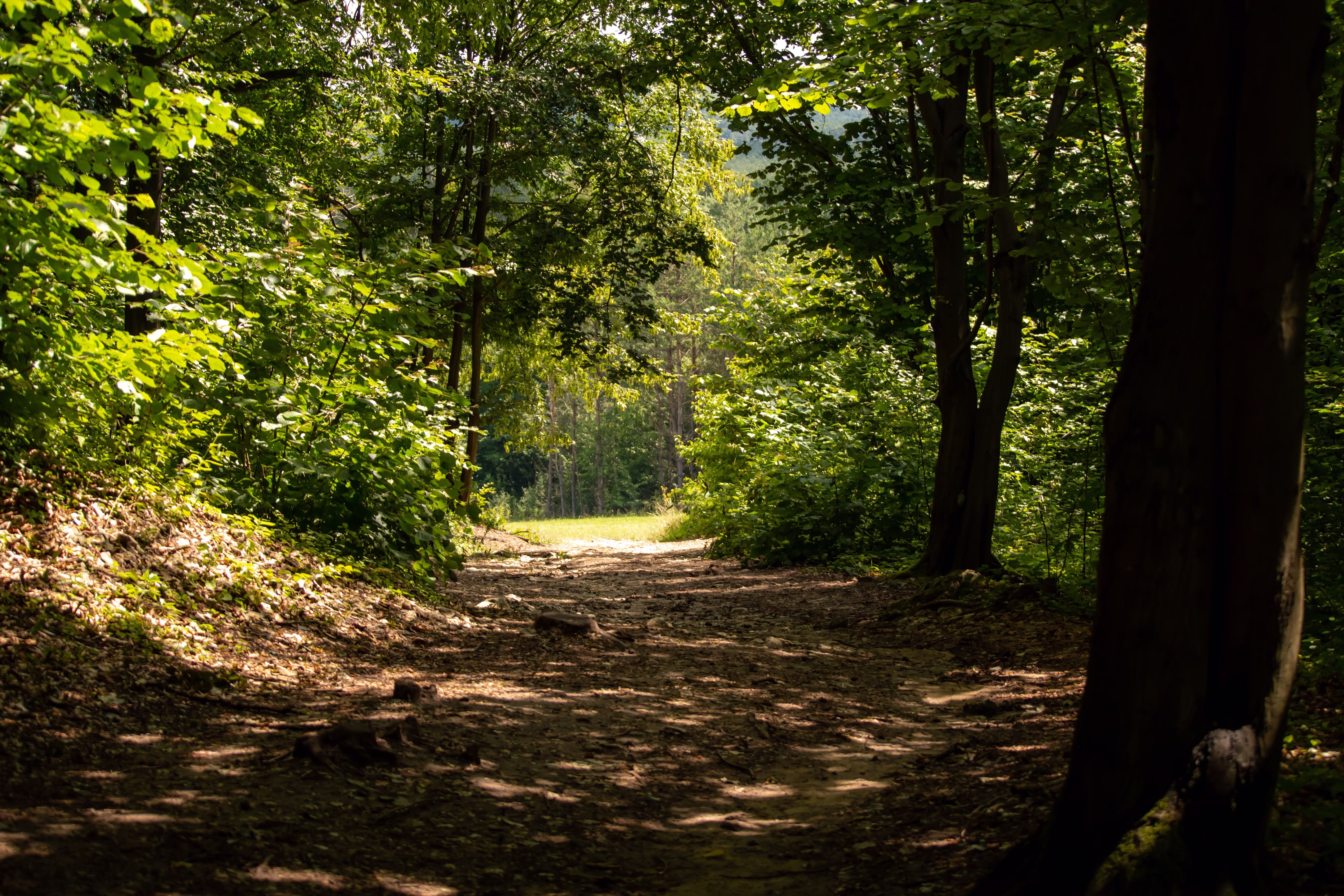 Mixed Forests Are Europe’s New Shield Against Climate Change
