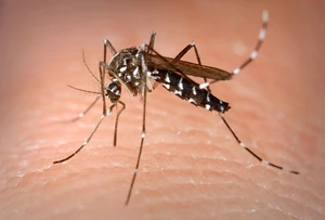West Nile Virus Tightens Grip on Athens Region