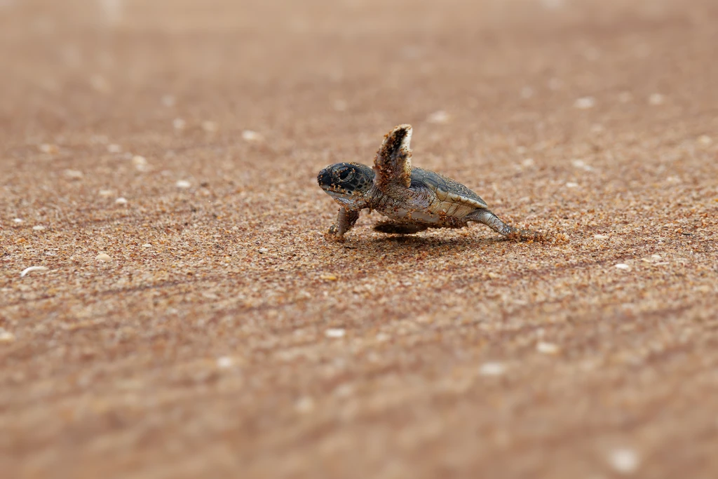 Beach Party Canceled to Protect Sea Turtle Nests