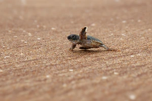 Beach Party Canceled to Protect Sea Turtle Nests