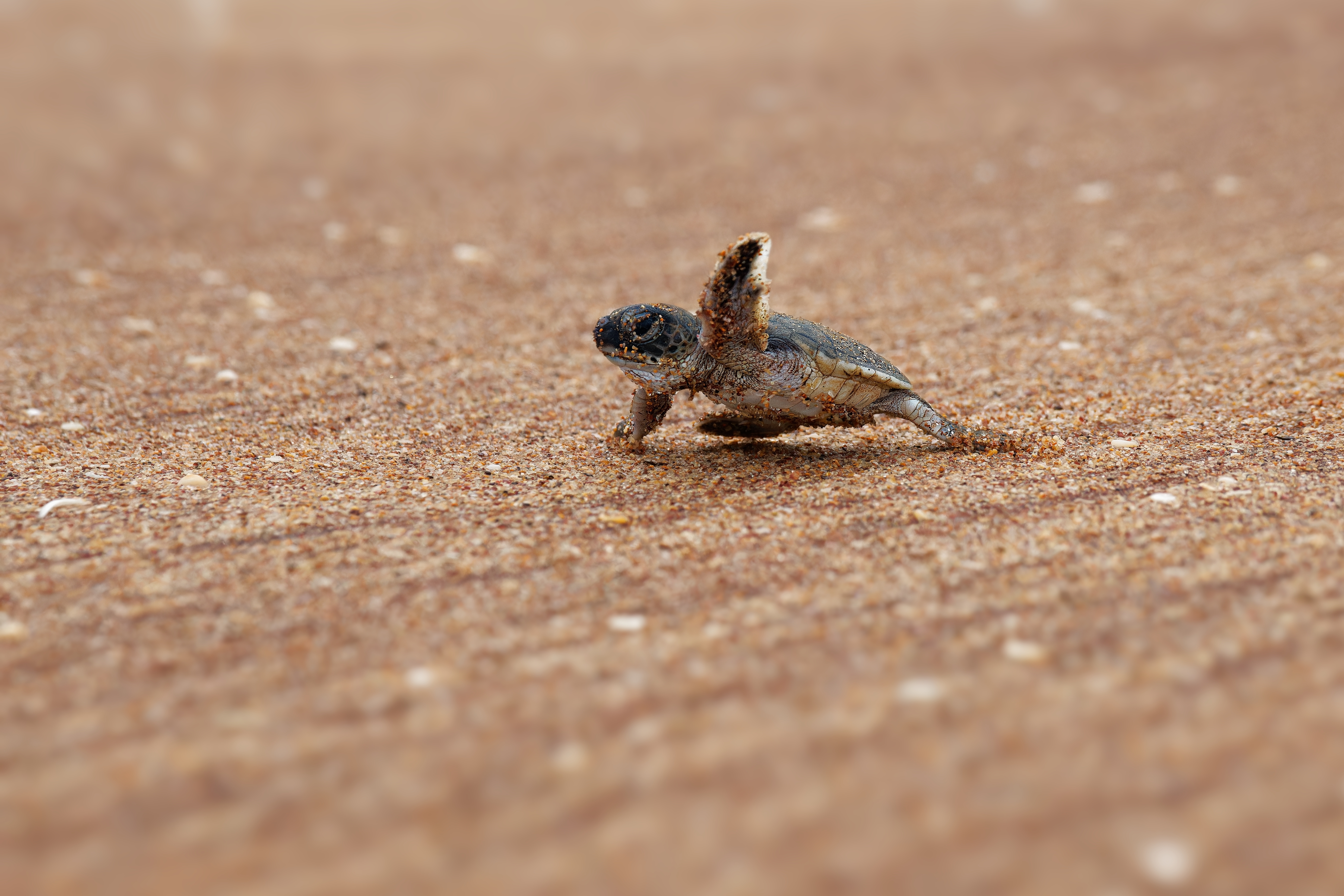 Beach Party Canceled to Protect Sea Turtle Nests