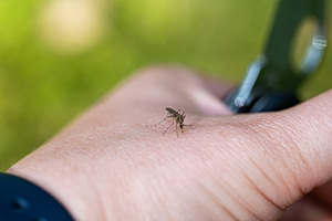 West Nile Virus Cases Rise as Conditions Favor Mosquitoes