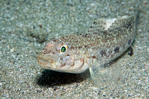 Greece’s Venomous Fish Hiding Beneath the Sand