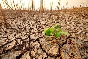 Climate Resilience Is the New Green Goal