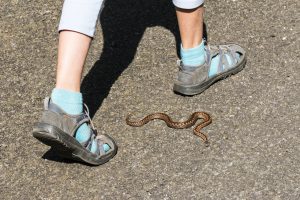 Snake Bites 10-Year-Old on Greek Island of Alonnisos