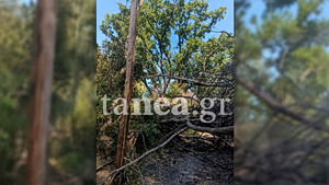 Power Pole believed to Have Sparked Wildfire in Halkidiki (Vid)