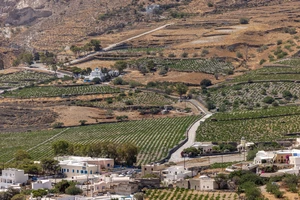 Santorini Wine Production Slumps as Demand Keeps Rising