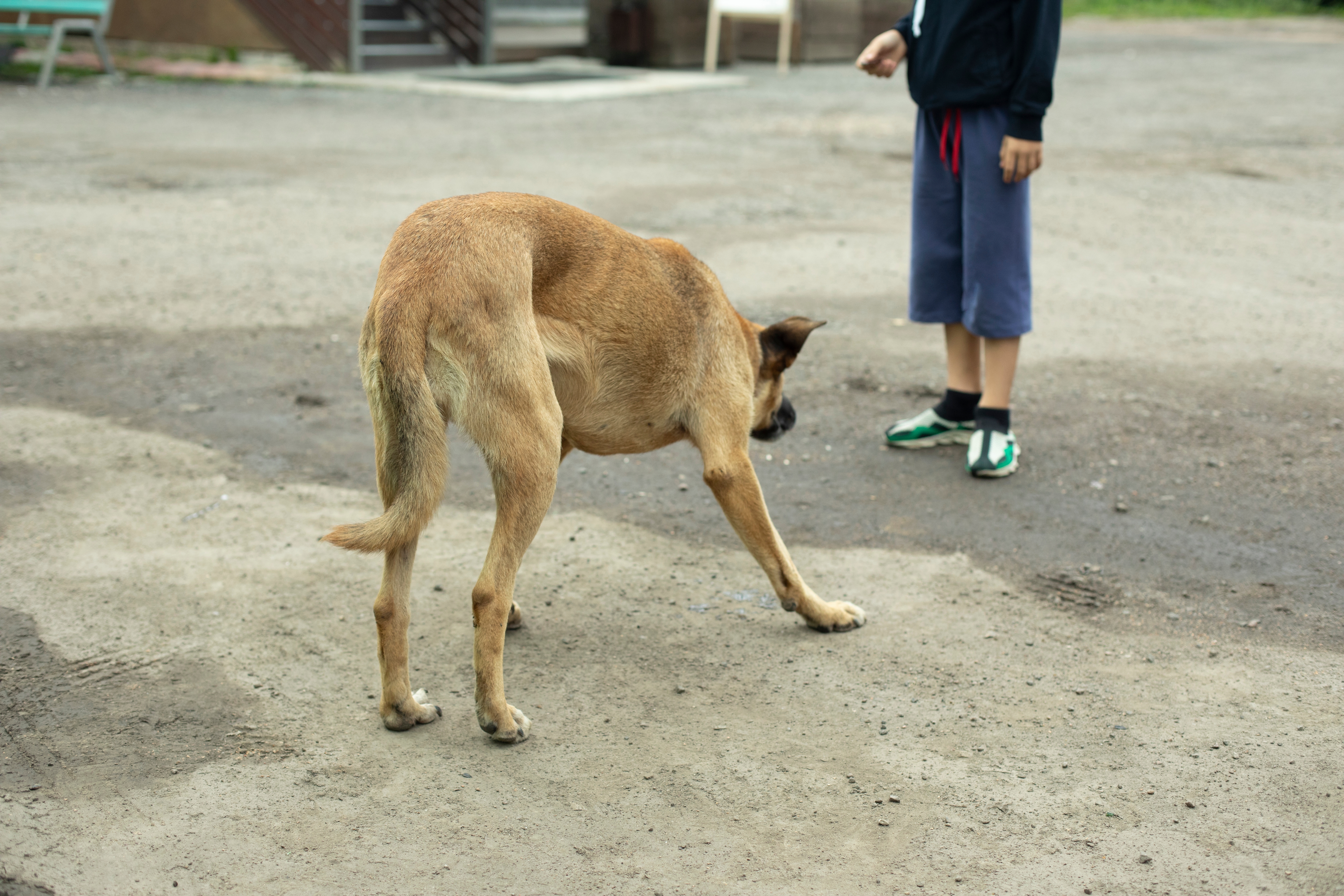 Dog Bites 9-Year-Old Boy in Thessaloniki