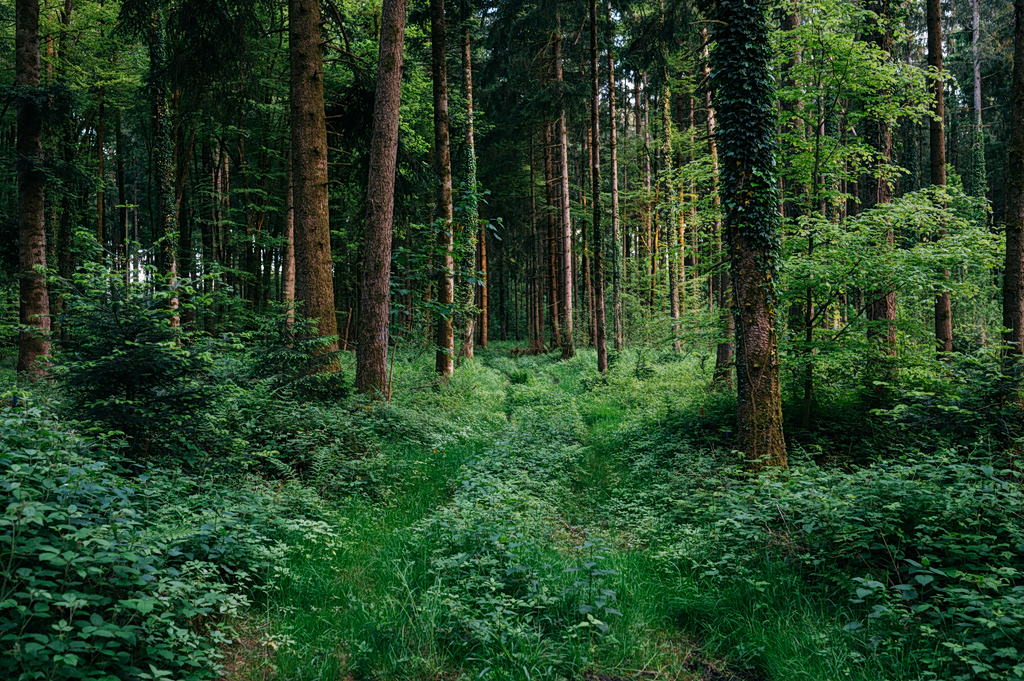 German Forestry Council: Shift To Mixed Forests Is Urgent