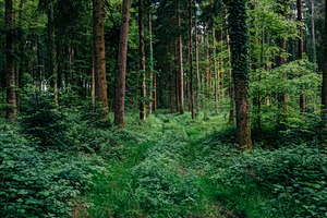 German Forestry Council: Shift To Mixed Forests Is Urgent