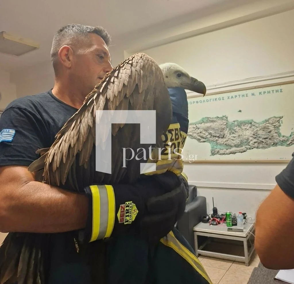 Bearded Vulture Delays Flight at Heraklion Airport
