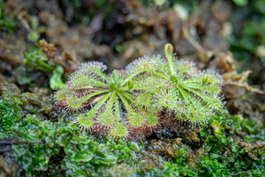 Carnivorous Plant From China’s Mountains Proves Darwin Right
