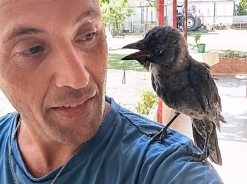 Firefighter and Crow Forge an Unlikely Bond in Northern Greece