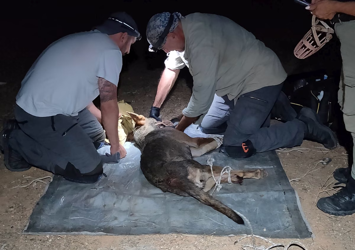 Wolf That Attacked Child Caught, Was Injured and Starving