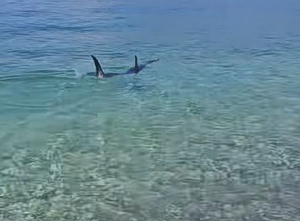 Mysterious Fish Spotted in Shallow Waters of Corinth Gulf (Vid)