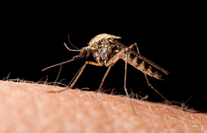 West Nile Virus Cases Rise by 47 in a Week