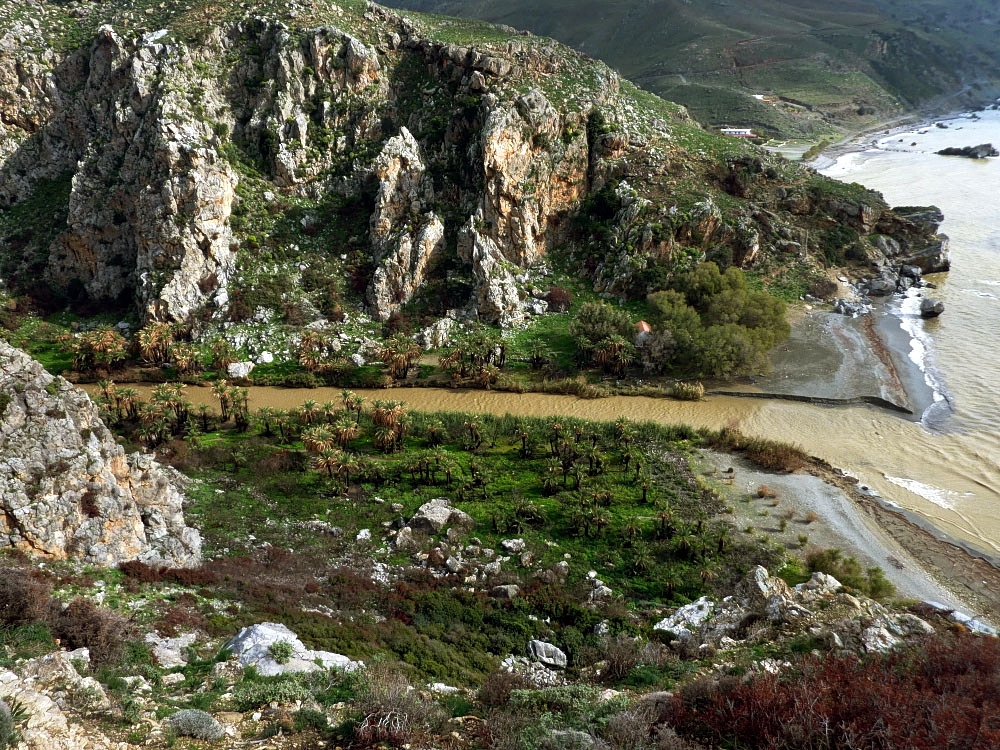 Preveli Palm Forest Could Recover Within Three Years