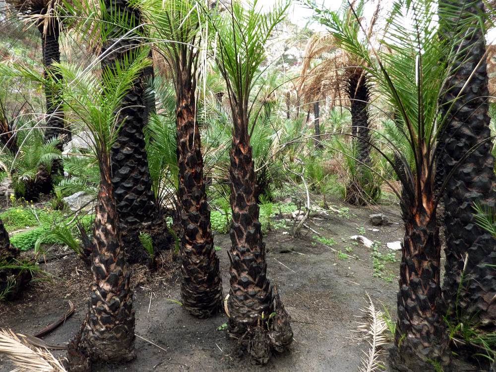 Preveli Palm Forest Could Recover Within Three Years