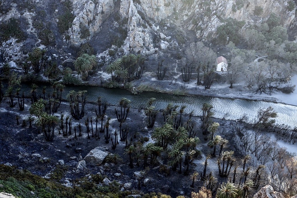 Preveli Palm Forest Could Recover Within Three Years