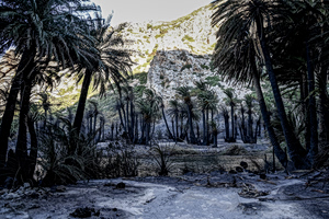 Preveli Palm Forest Could Recover Within Three Years