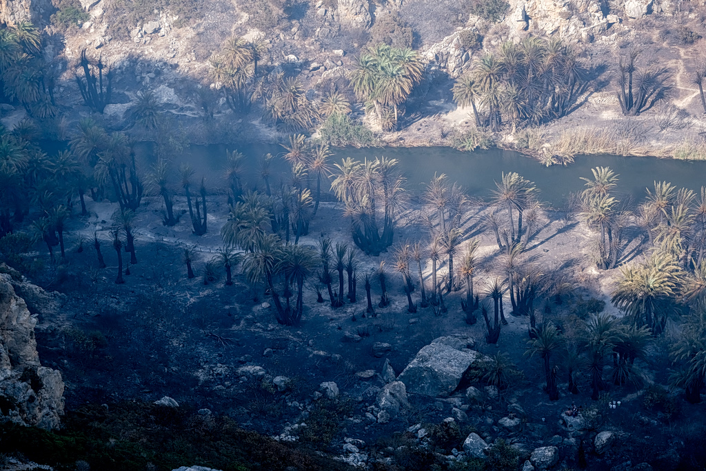 Preveli Palm Forest Could Recover Within Three Years