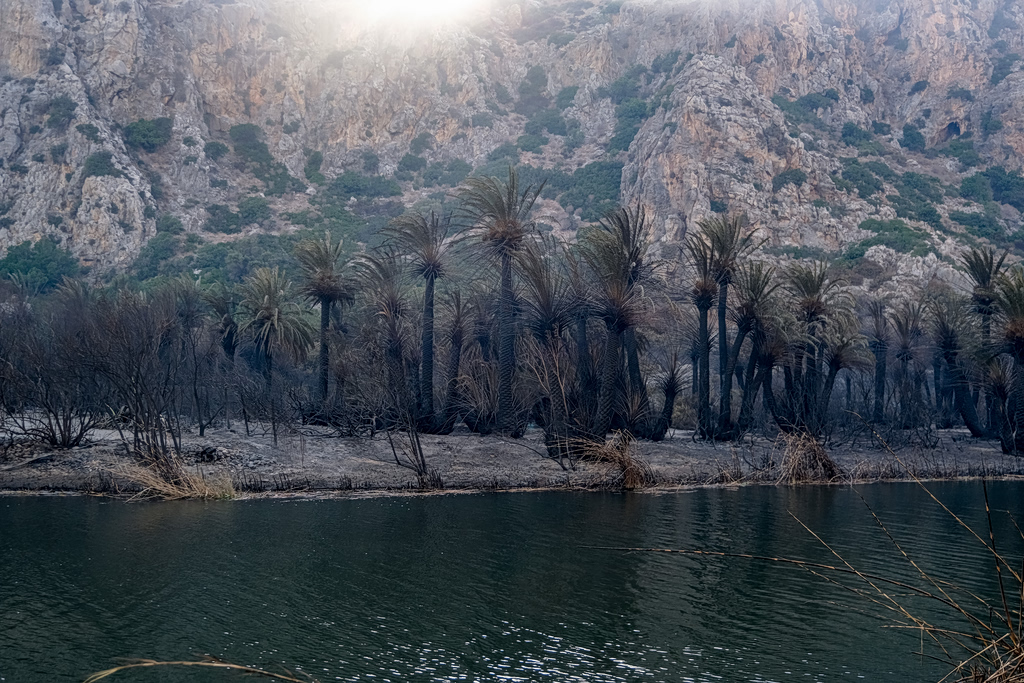 Preveli Palm Forest Could Recover Within Three Years
