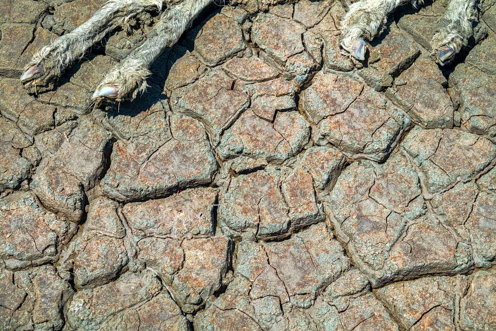 Greece Regains PPR-Free Status After Animal Disease Eradication