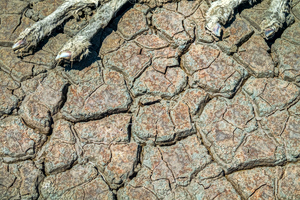 Greece Regains PPR-Free Status After Animal Disease Eradication
