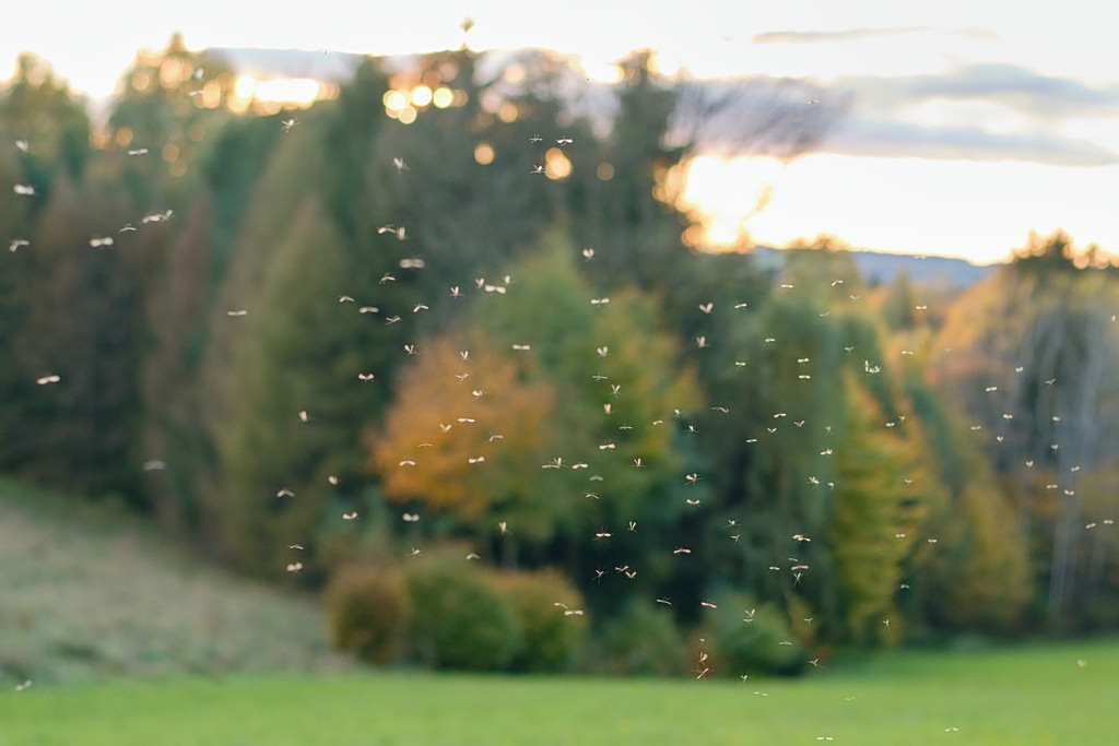 Simple Ways to Keep Mosquitoes Away This Summer
