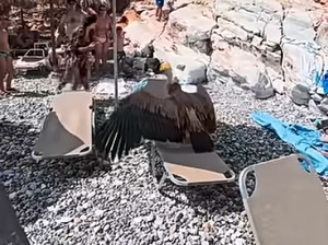 Vulture Takes a Lounging Spot on Crowded Beach in Crete