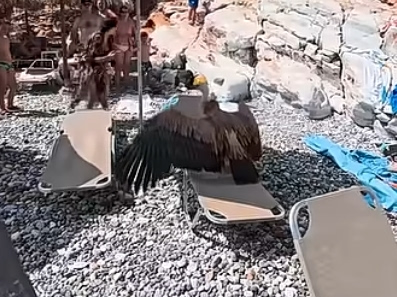 Vulture Takes a Lounging Spot on Crowded Beach in Crete