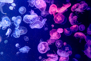 Purple Jellyfish Spotted Along Greek Coastlines