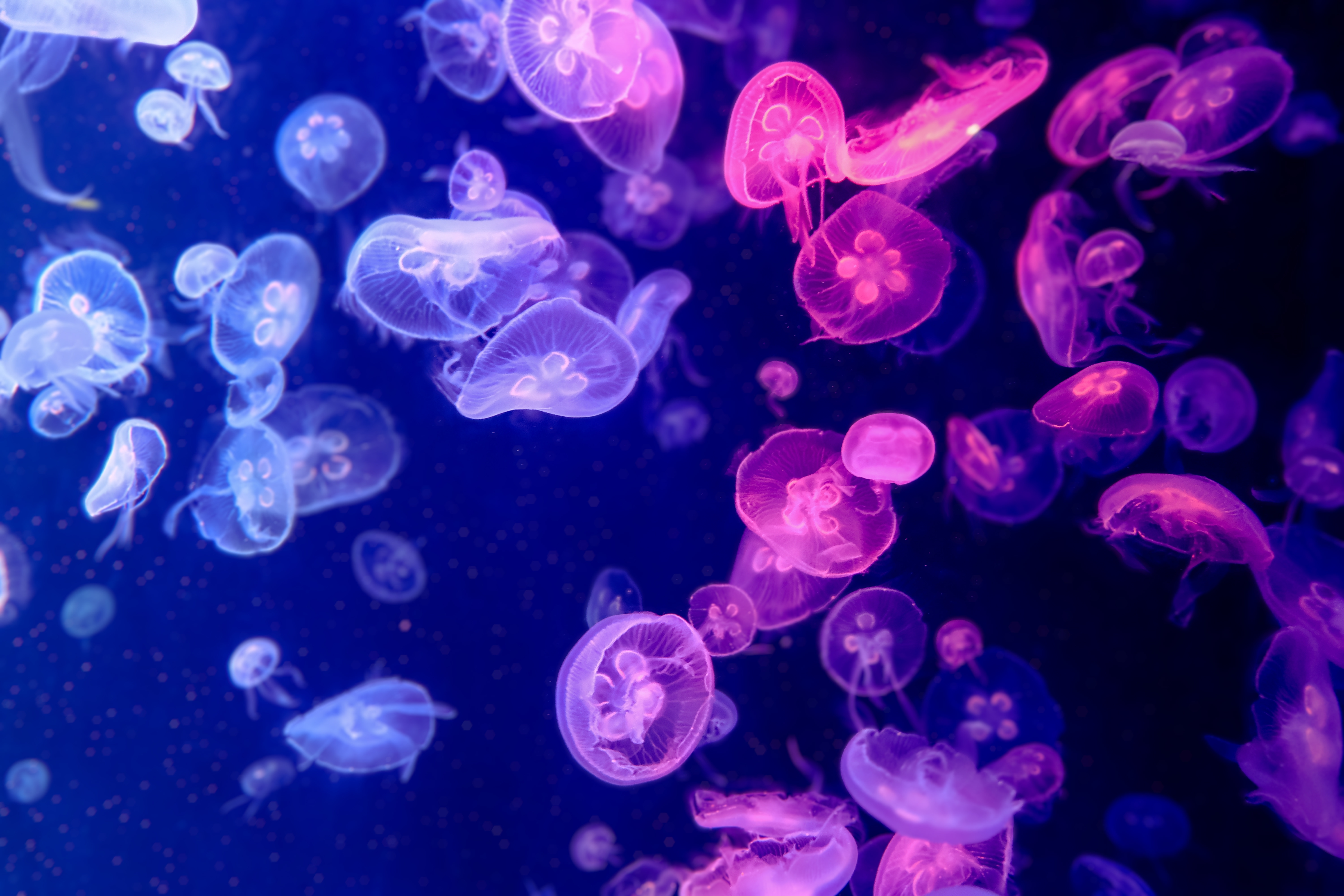 Purple Jellyfish Spotted Along Greek Coastlines