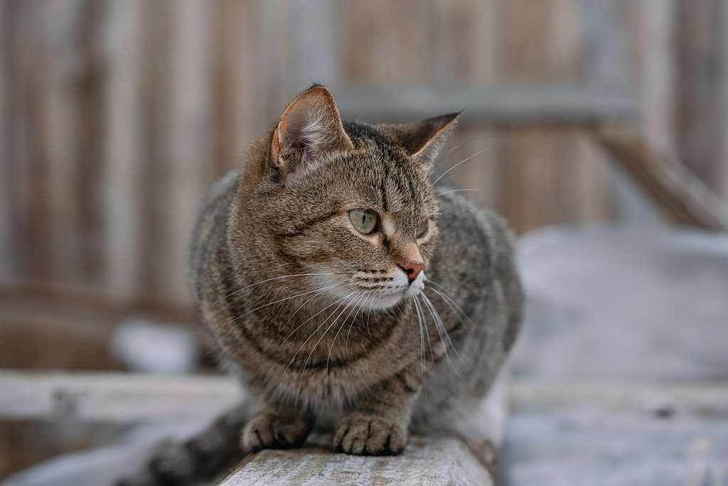 Zakynthos Woman Arrested After Cat Dies While Tied Up