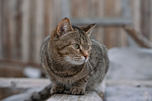 Zakynthos Woman Arrested After Cat Dies While Tied Up