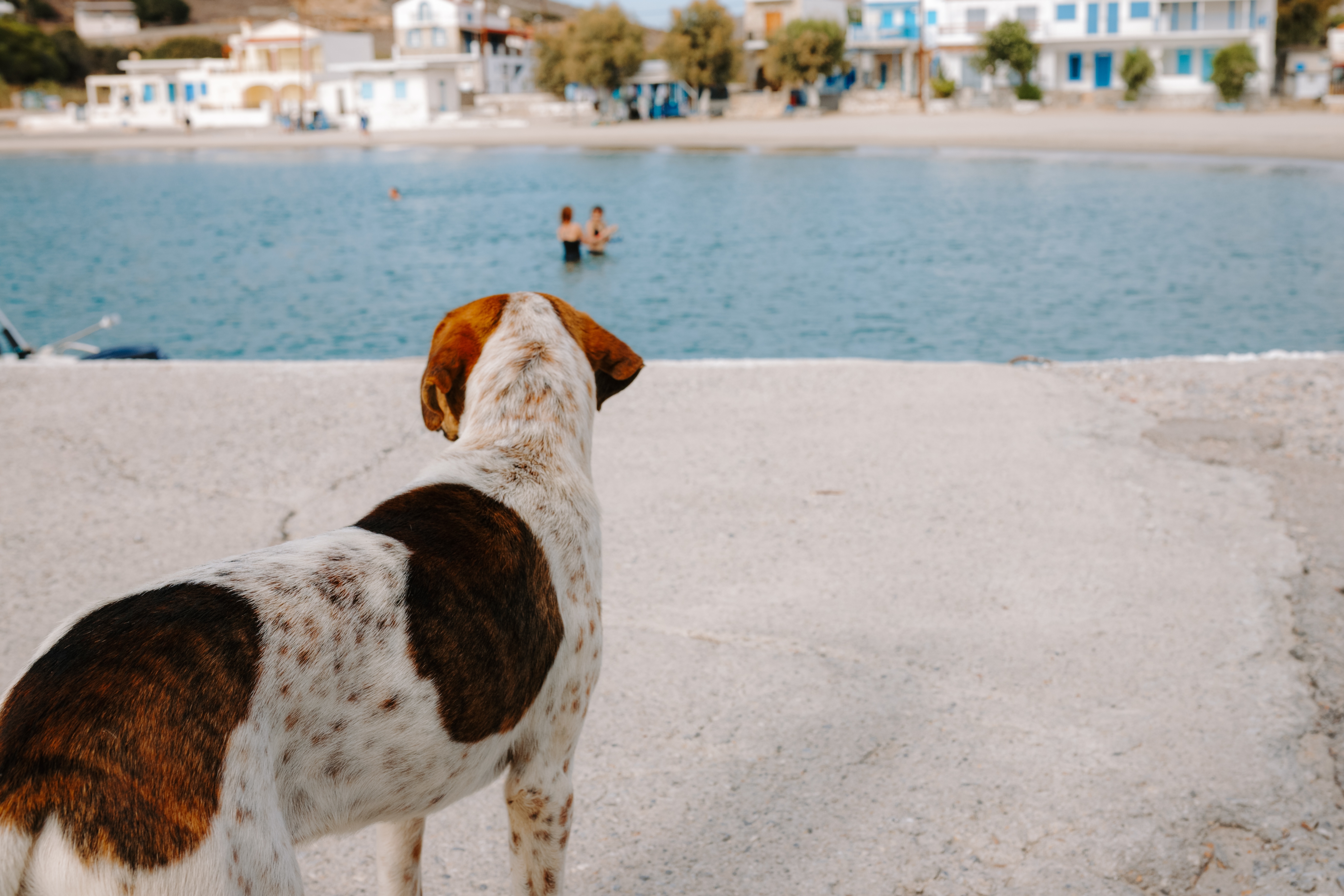 Corfu Man Charged After Car Runs Over Stray Dog