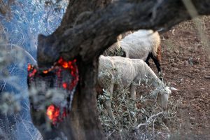 Sheep Pox Measures Tightened in Kastoria