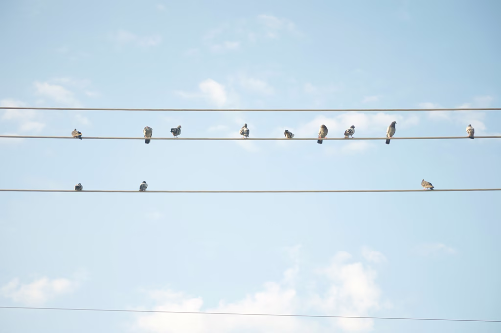 When Birds Die On Power Lines