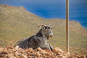Parasites Cut Milk Yields on Greek Goat Farms, Study Finds
