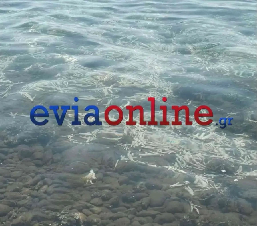 Hundreds of Chicken Feet Wash Ashore in Evia