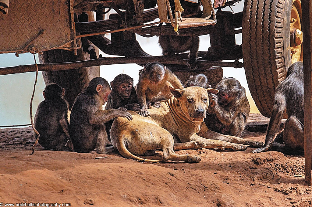 Monkeys, Dogs and Deer: Animal Friendships We Never Expected