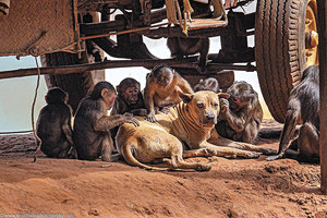 Monkeys, Dogs and Deer: Animal Friendships We Never Expected